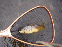 /album/river-vah/november2008-112-jpg1/